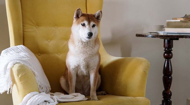 chien de copropriété